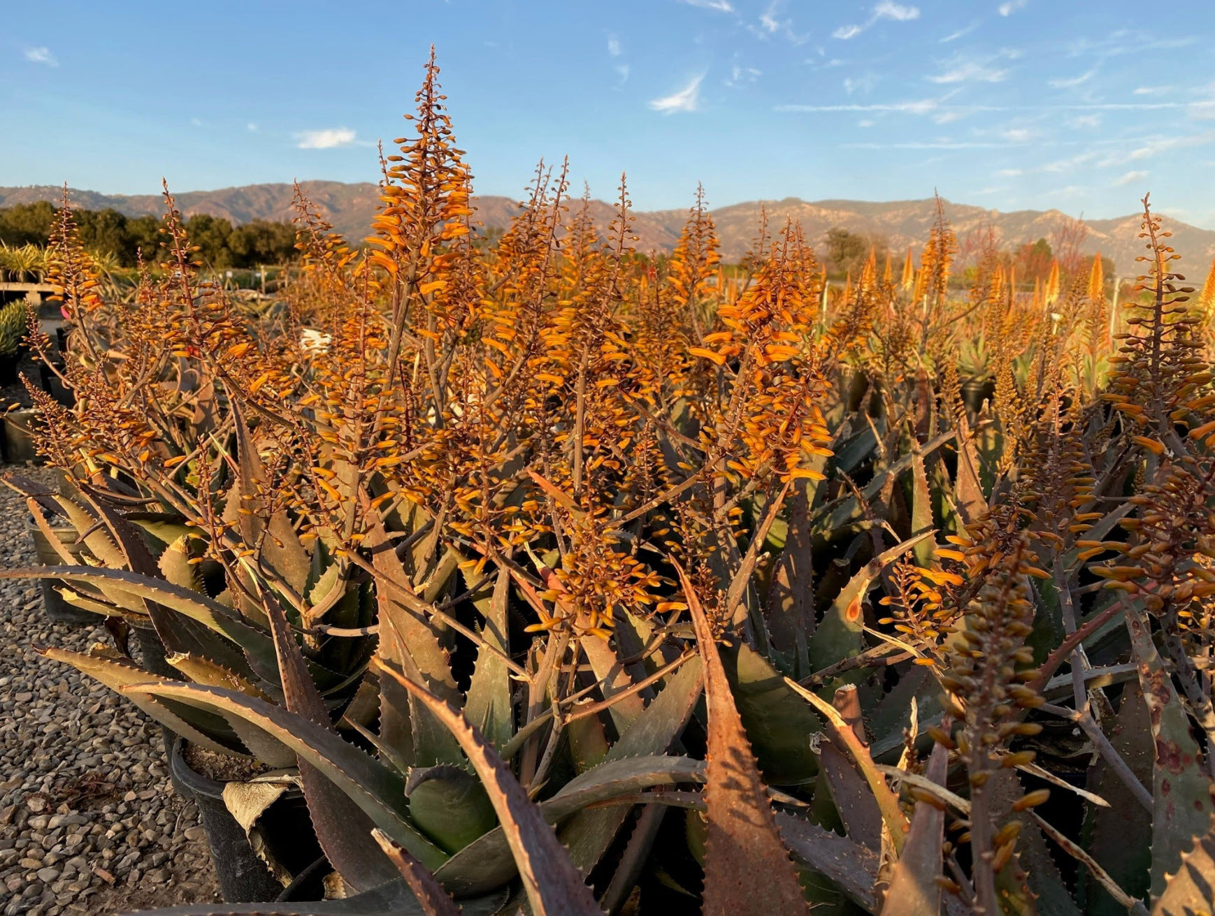 Aloe chabaudii 'Orange Burst' - Dwala Aloe | PlantMaster