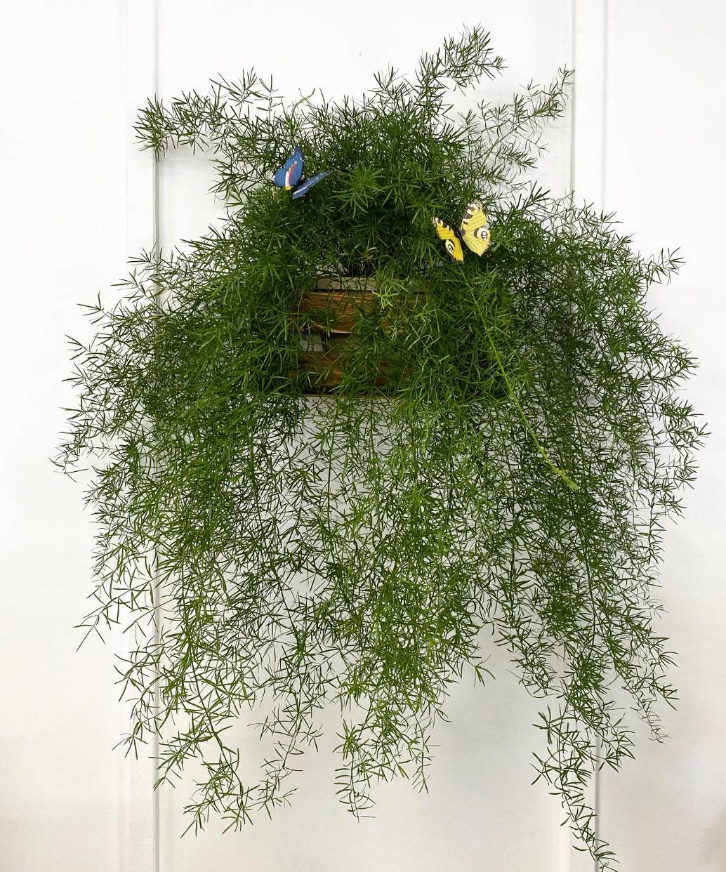 Asparagus densiflorus 'Sprengeri' - Sprenger Asparagus | PlantMaster