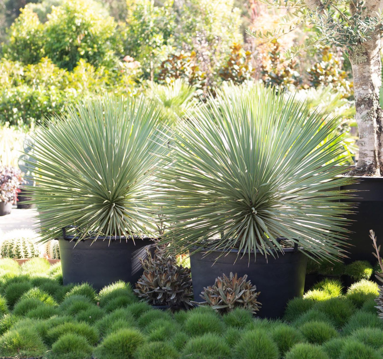 Yucca rostrata 'Sapphire Skies' - Sapphire Skies Yucca | PlantMaster