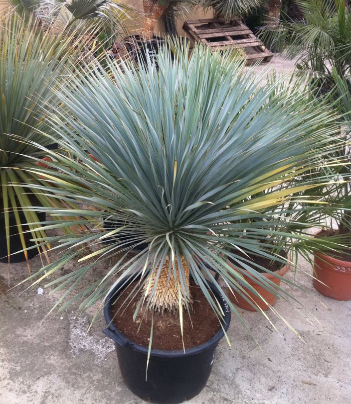 Yucca rostrata 'Sapphire Skies' - Sapphire Skies Yucca | PlantMaster