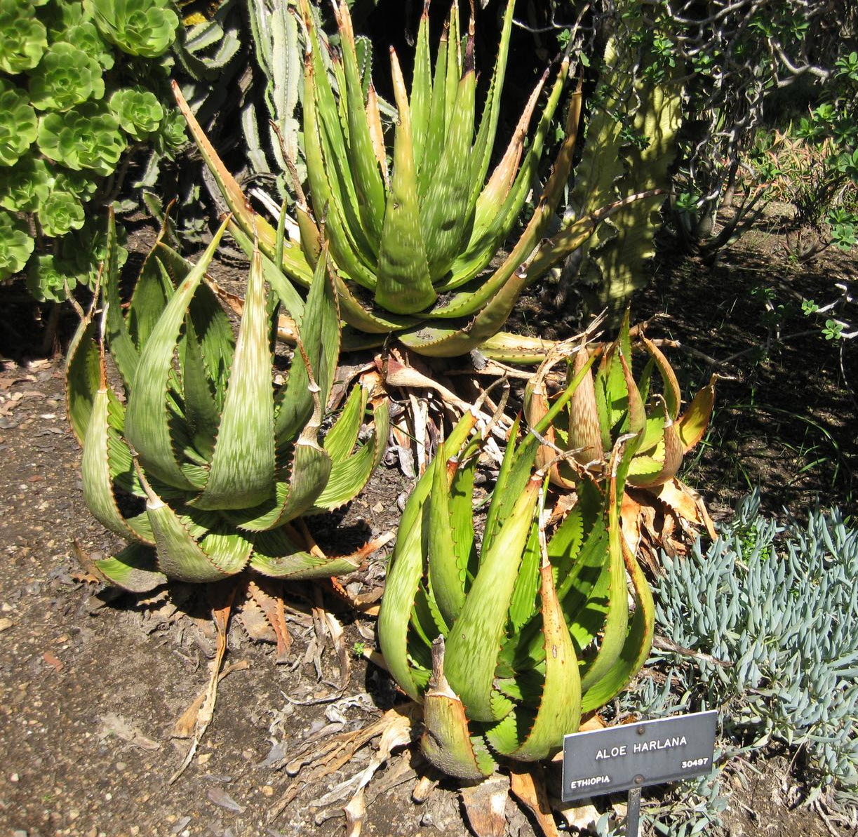 Aloe harlana - Harla Aloe | PlantMaster