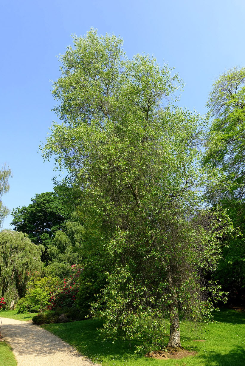 Gray Birch (Betula populifolia)