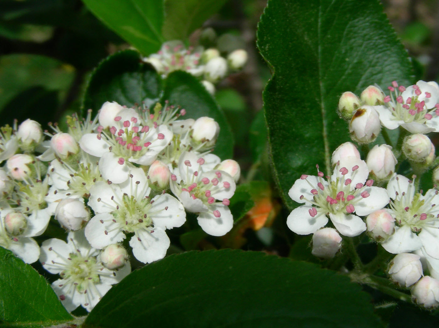 Aronia melanocarpa 'Viking' - Viking Black Chokecherry | PlantMaster