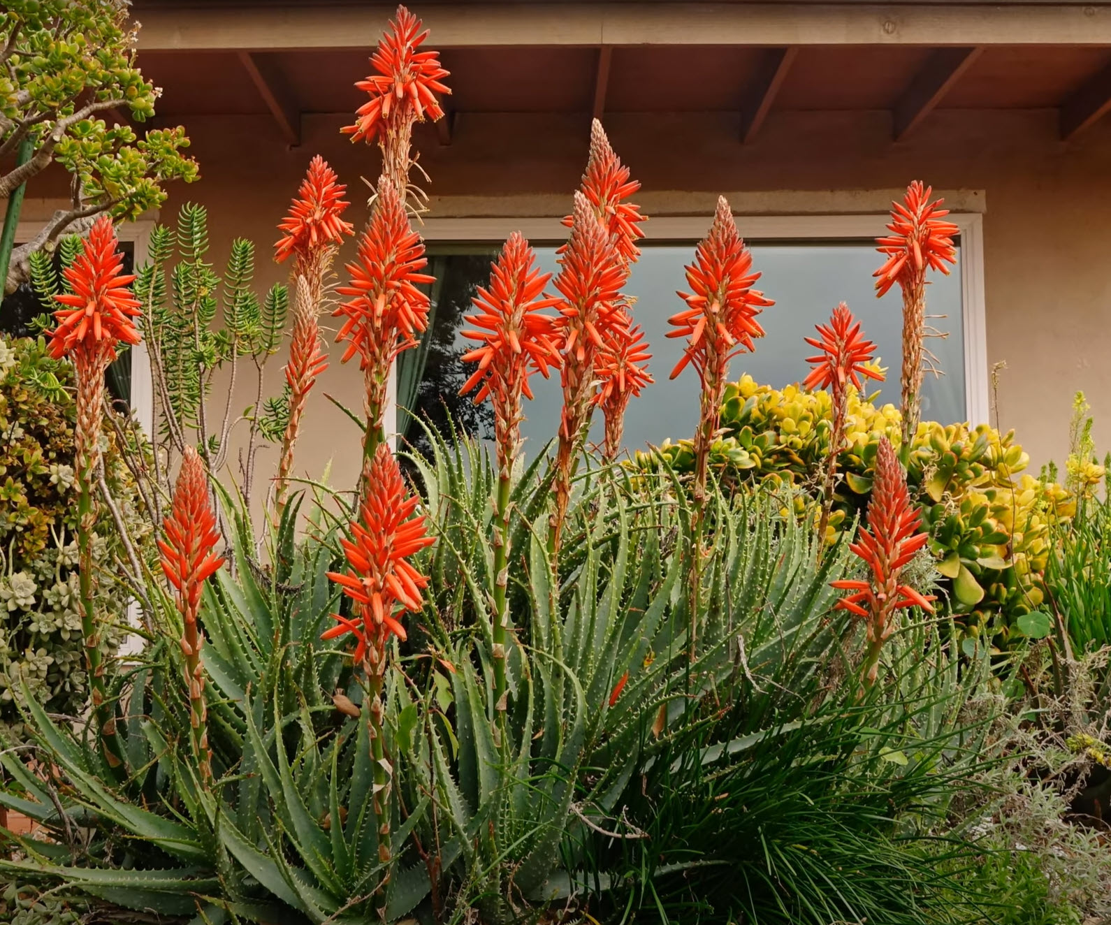 Aloe x spinosissima - Spider Aloe | PlantMaster
