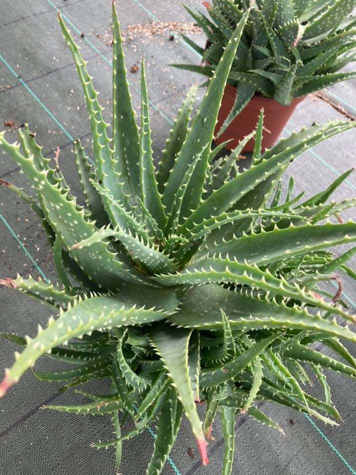 Aloe x spinosissima - Spider Aloe | PlantMaster
