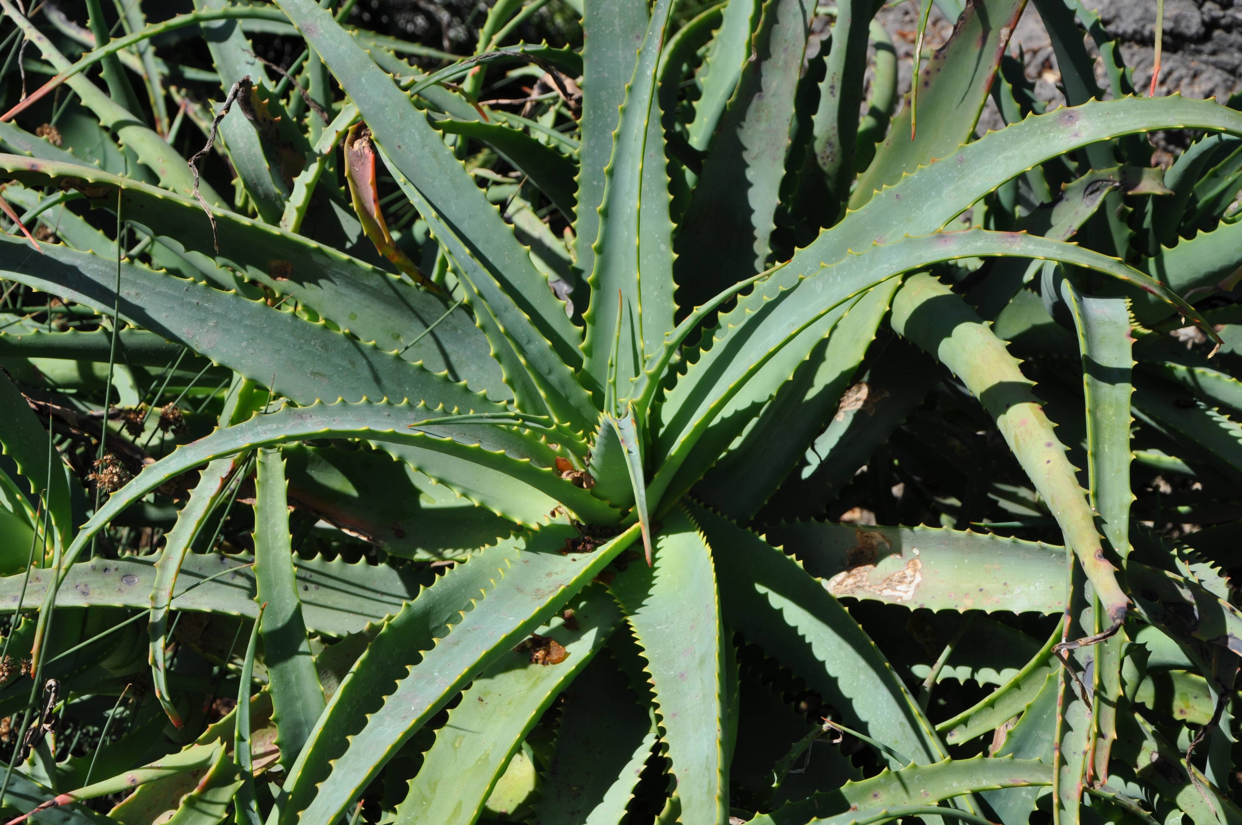 Aloe x spinosissima - Spider Aloe | PlantMaster
