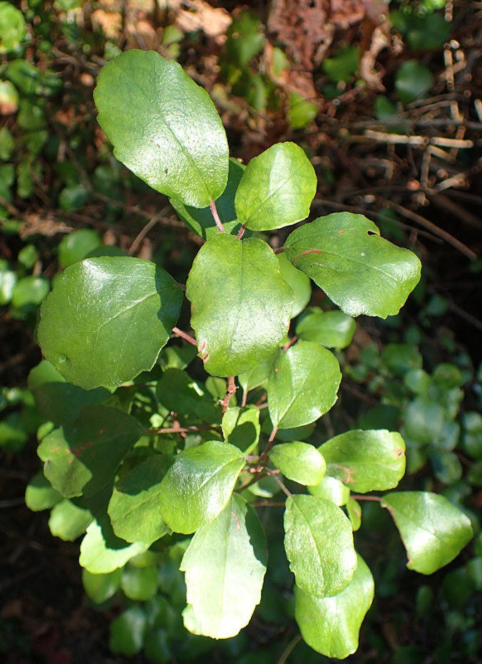 Ribes viburnifolium