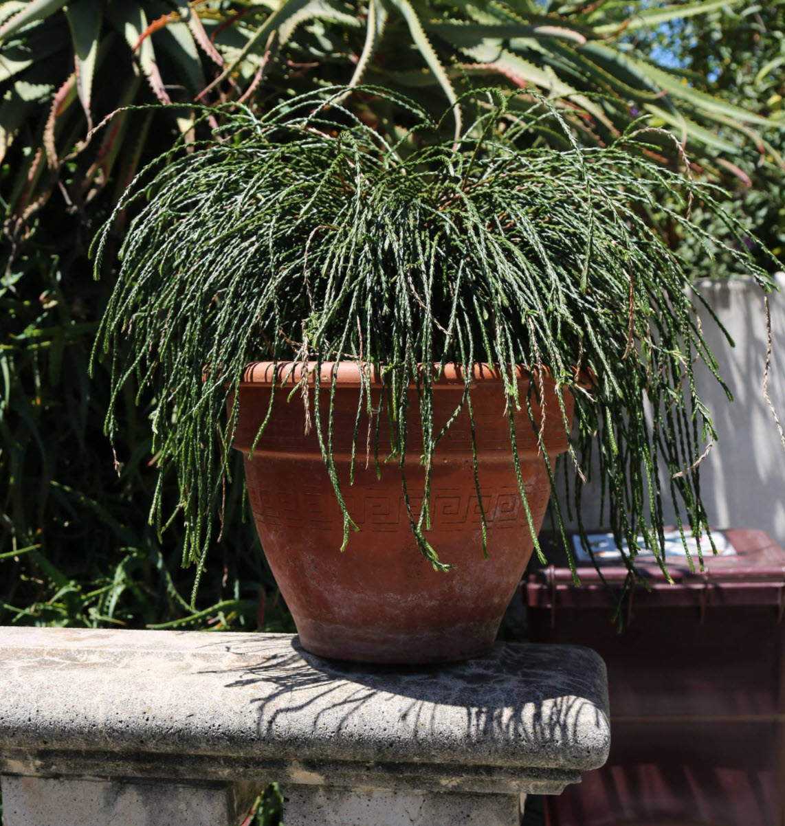 Thuja plicata 'Whipcord' - Whipcord Cedar | PlantMaster