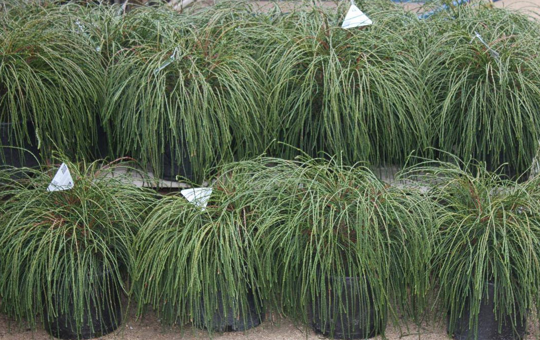 Thuja plicata 'Whipcord' - Whipcord Cedar | PlantMaster