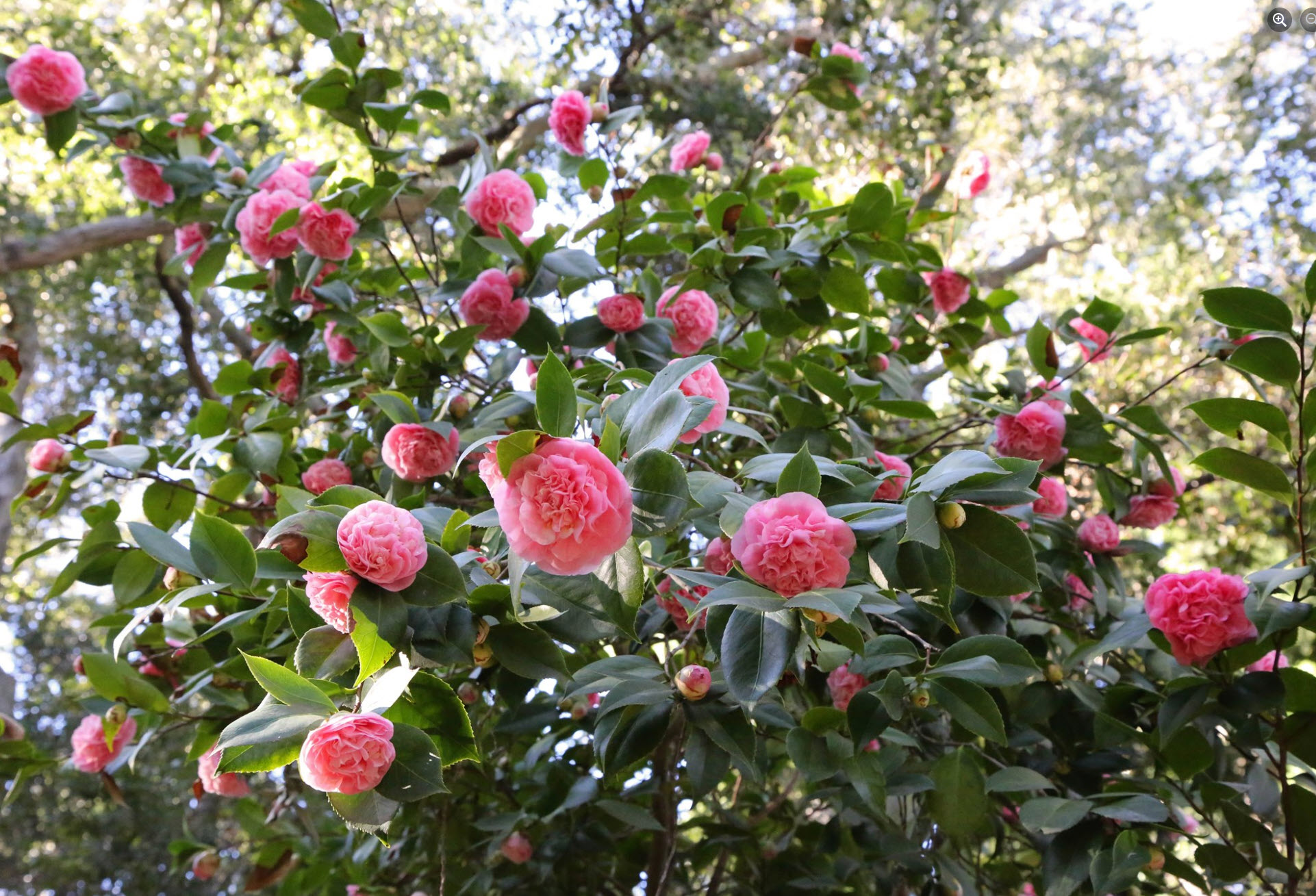 glanzmispel keine bltter Glanzmispel Red Robin (Photinia x fraseri 'Red Robin') | 150-175 cm im Topf