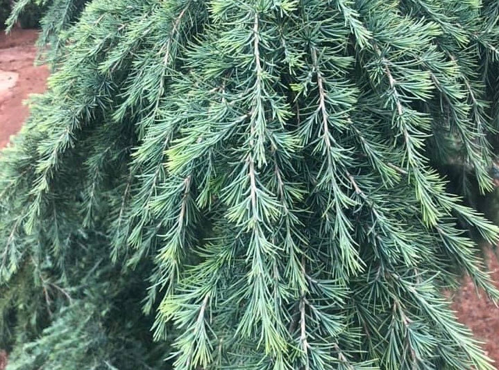 Cedrus deodara 'Feelin' Blue' - Feelin' Blue Deodar Cedar