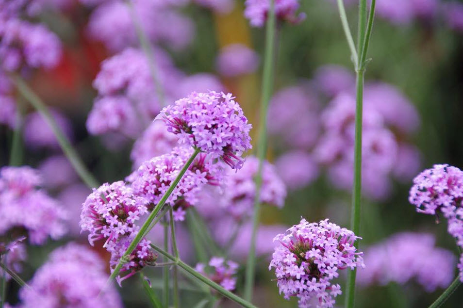 Verbena bonariensis 'Cloud 8' - Cloud 8 Verbena | PlantMaster