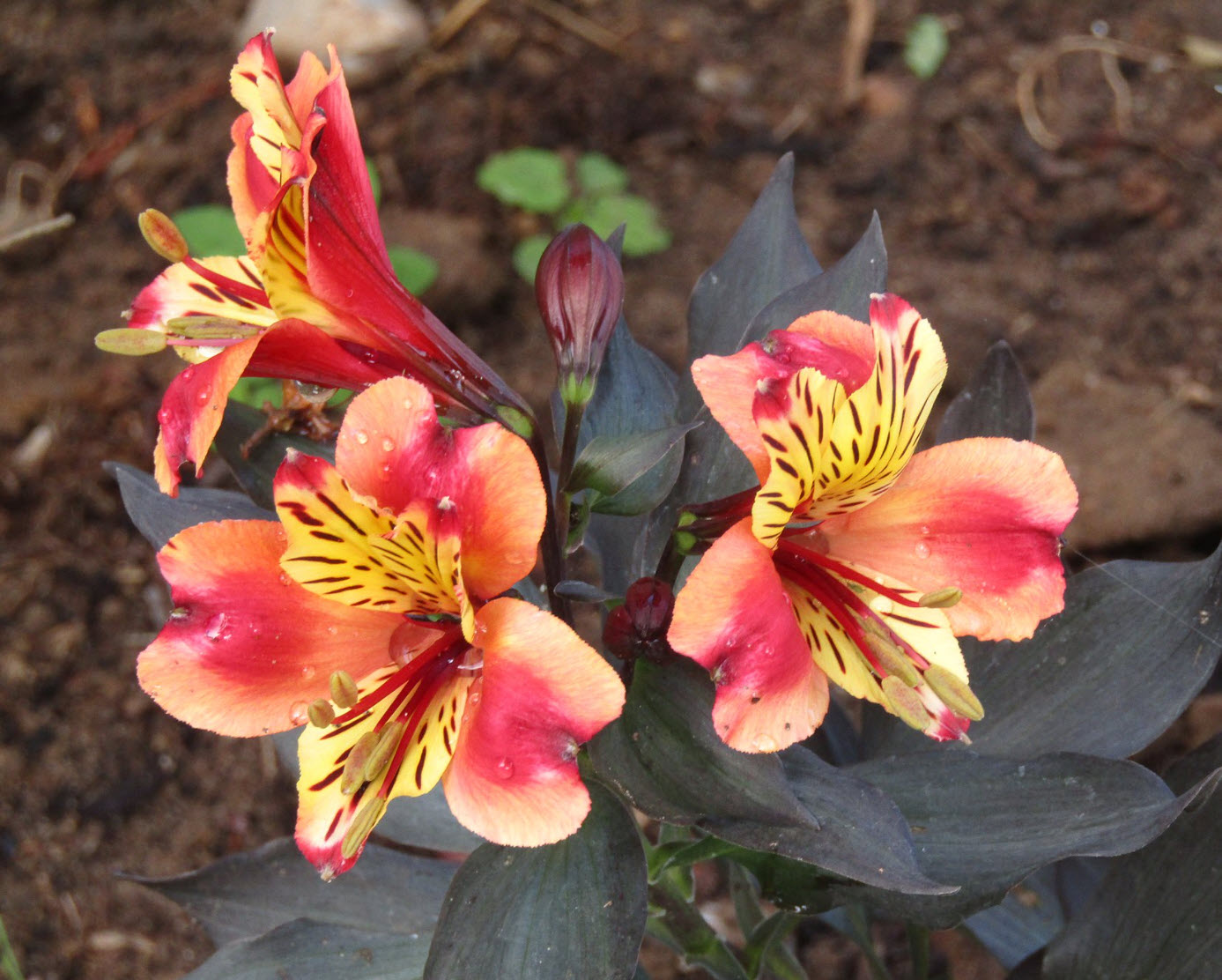 Alstroemeria 'Indian Summer' - Indian Summer Peruvian Lily | PlantMaster