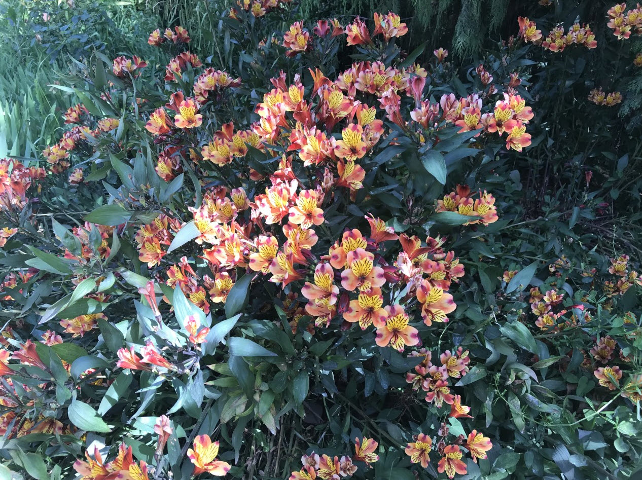 Alstroemeria 'Indian Summer' - Indian Summer Peruvian Lily | PlantMaster
