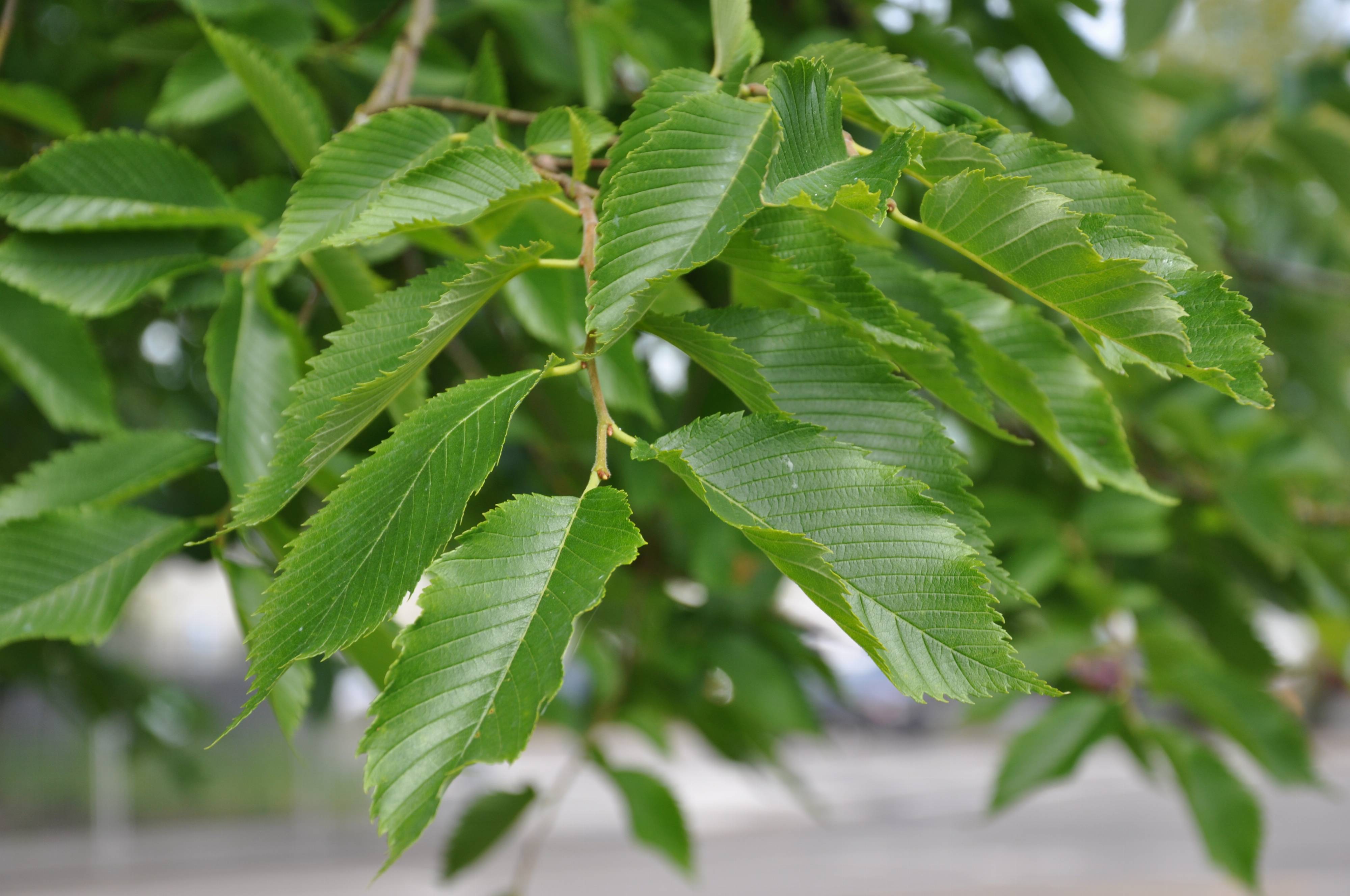 Ulmus americana