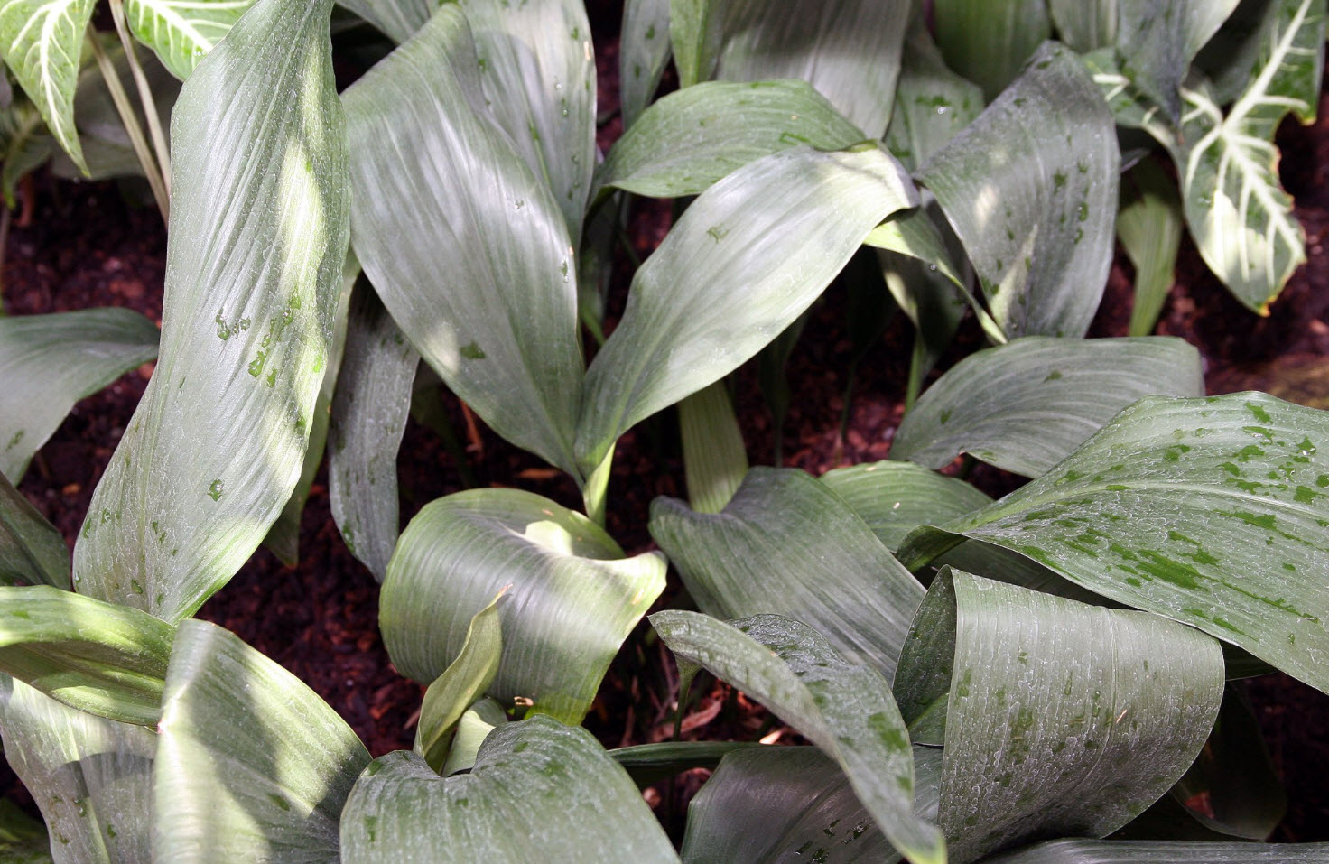 Aspidistra elatior - Cast Iron Plant | PlantMaster