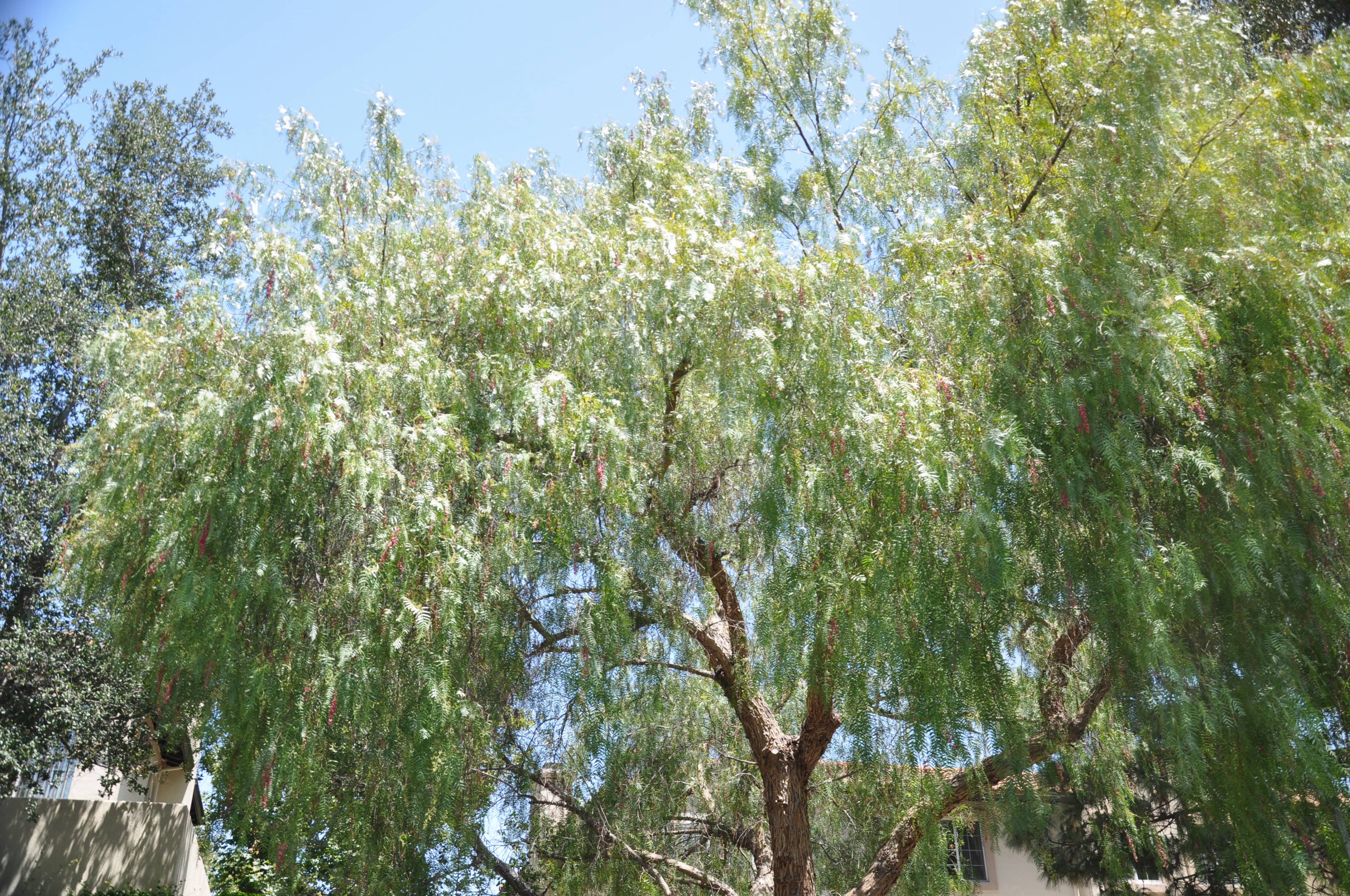Schinus Molle Leaf 