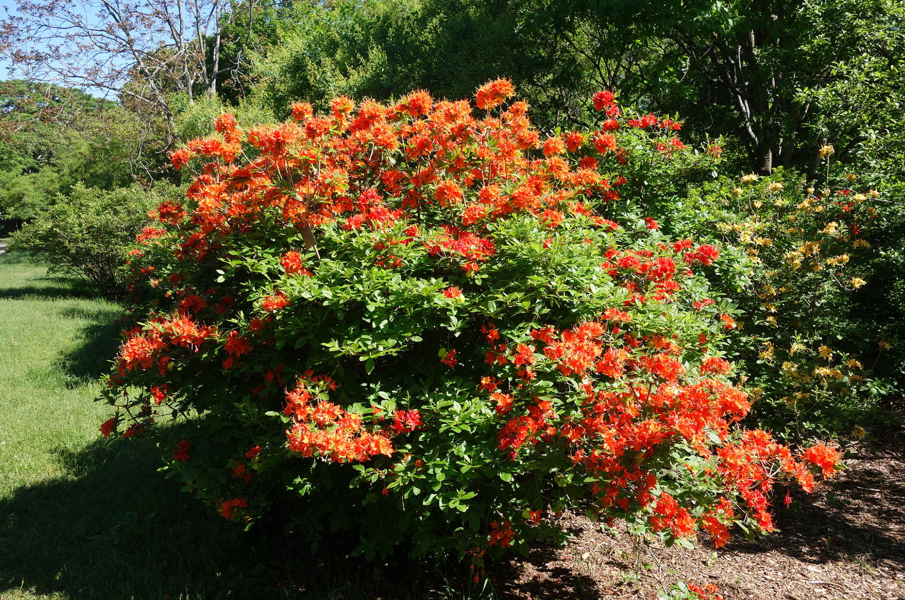 Rhododendron calendulaceum - Flame Azalea | PlantMaster