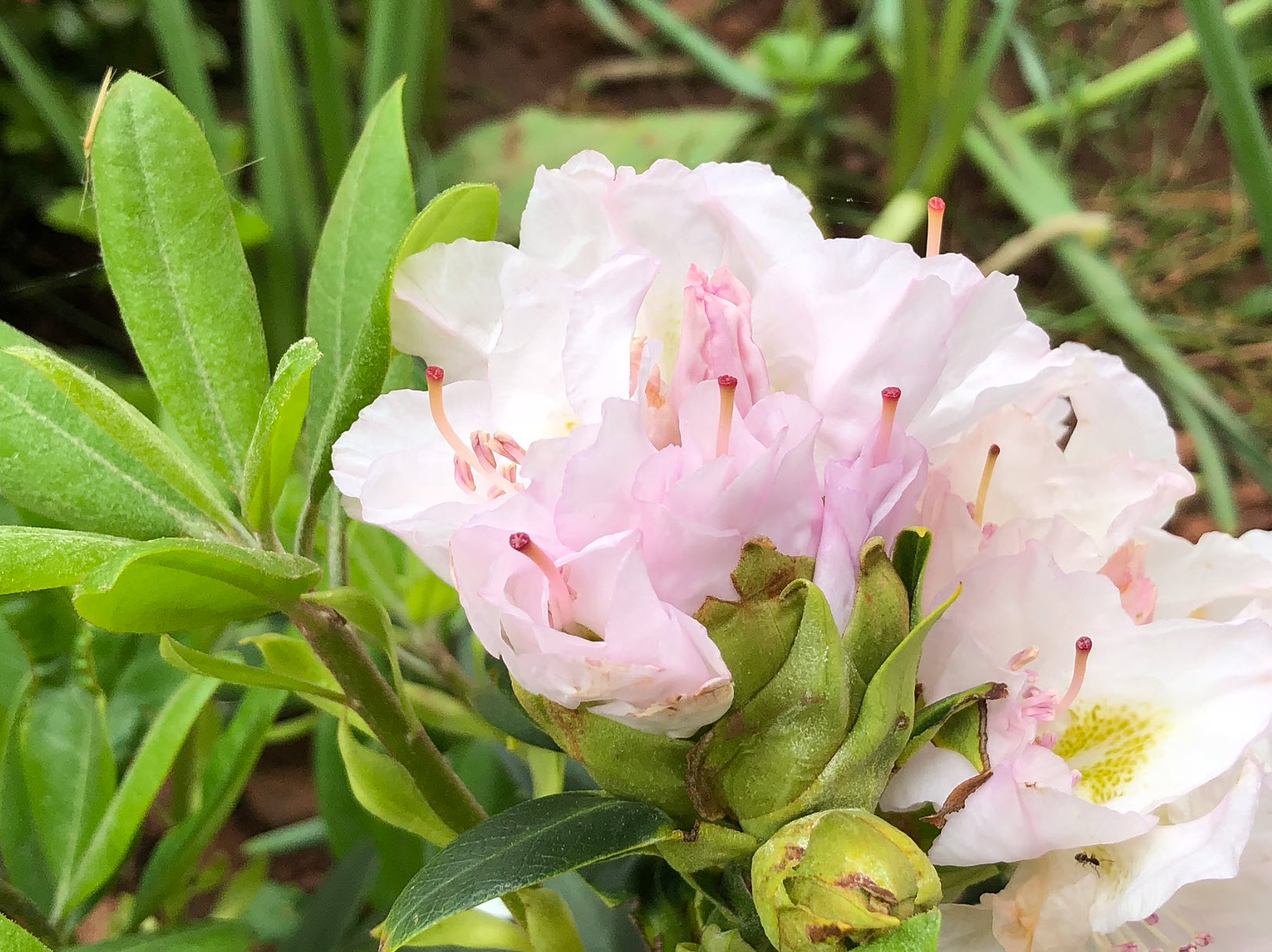 Rhododendron 'Catawbiense Album' - White Catawba Rhododendron | PlantMaster