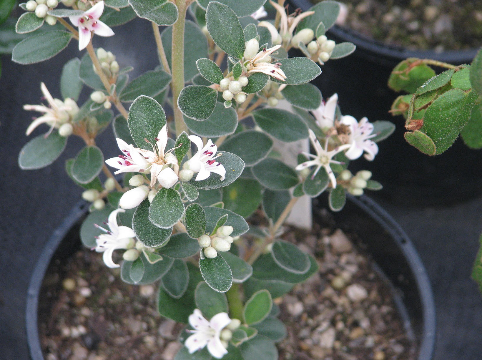 Correa alba - White Fuchsia | PlantMaster
