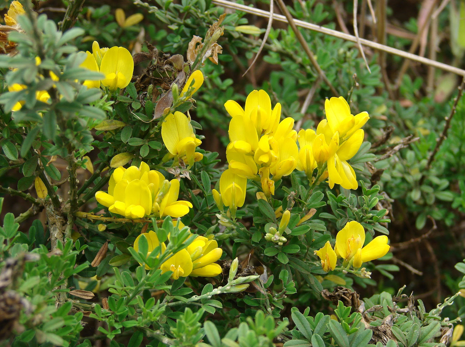 Cytisus monspessulanus - French Room | PlantMaster