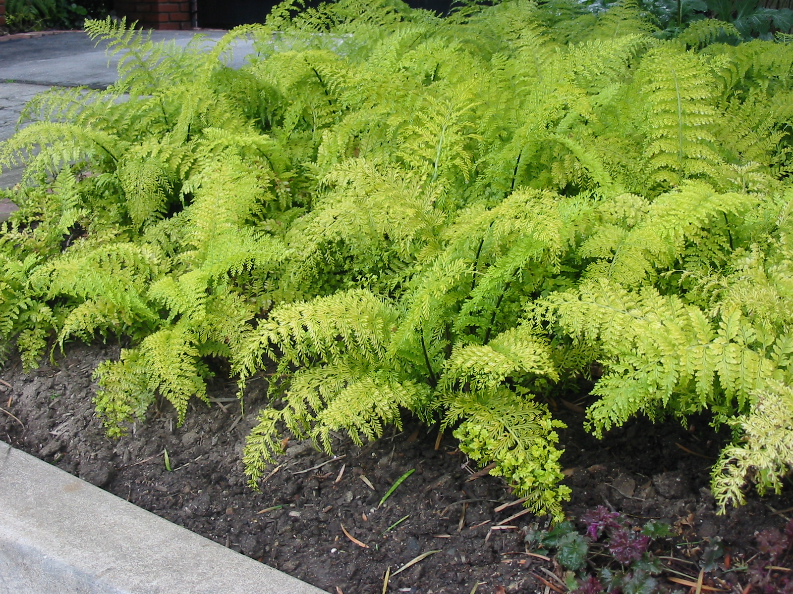 Asplenium bulbiferum - Mother Fern | PlantMaster