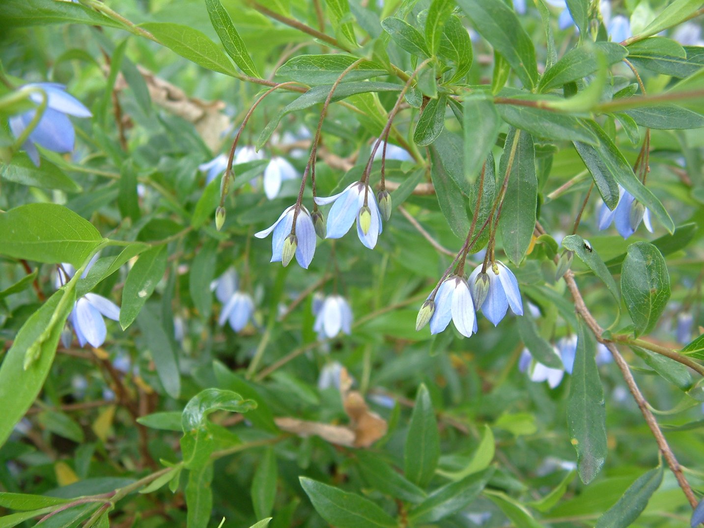 G19 BLUEBELL CREEPER SEEDS 8 graines de SOLLYA BLUE BELL Sollya Heterophylla 
