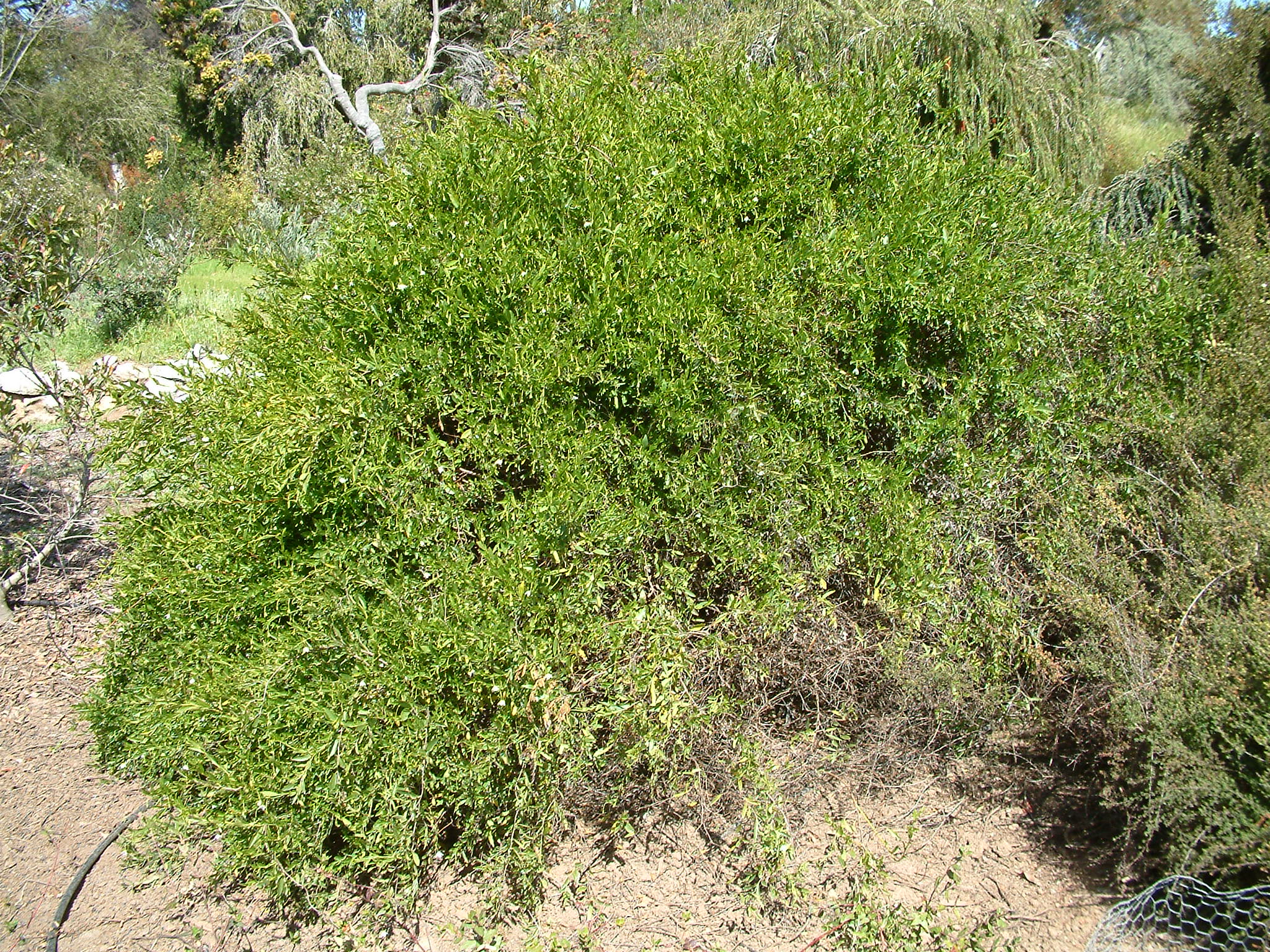 Sollya heterophylla