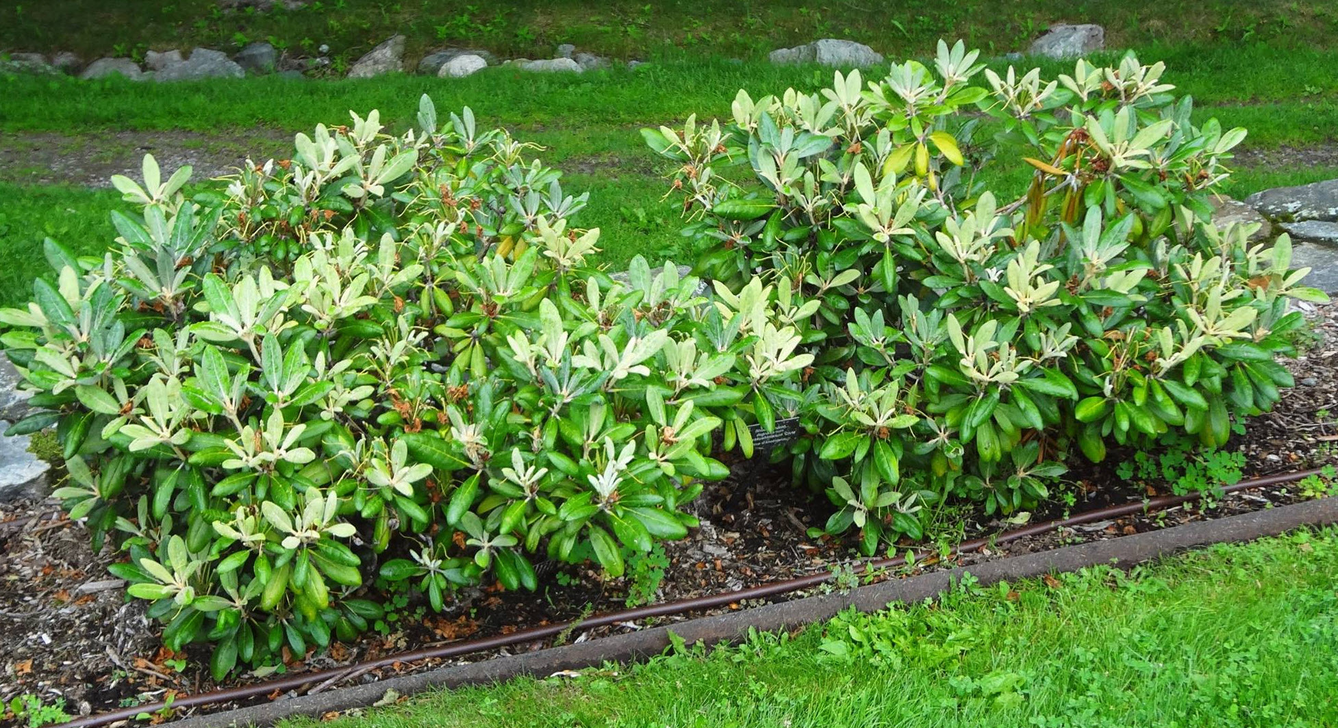 südamerik. stechpalme Silberbunte Stechpalme - Ilex aquifolium Argentea Marginata