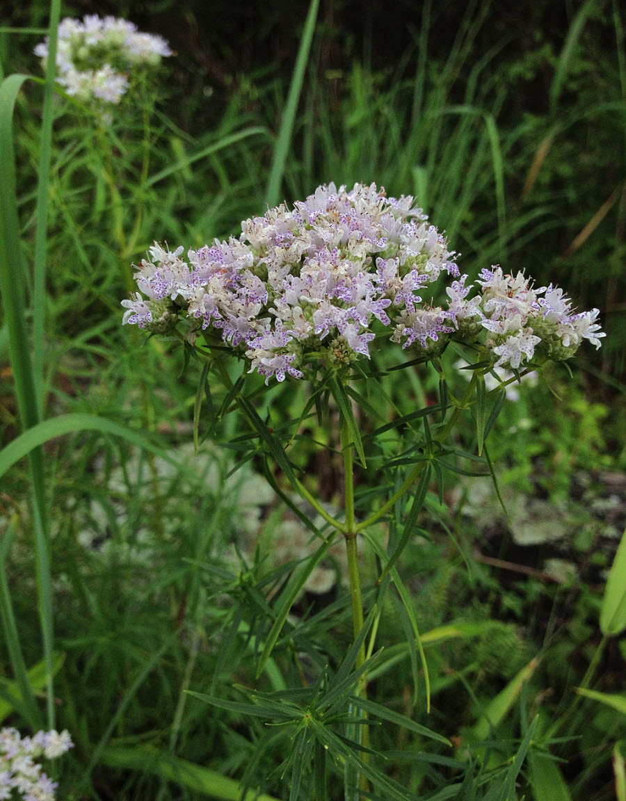 Pycnanthemum tenuifolium - Narrow Leaved Mountain Mint | PlantMaster