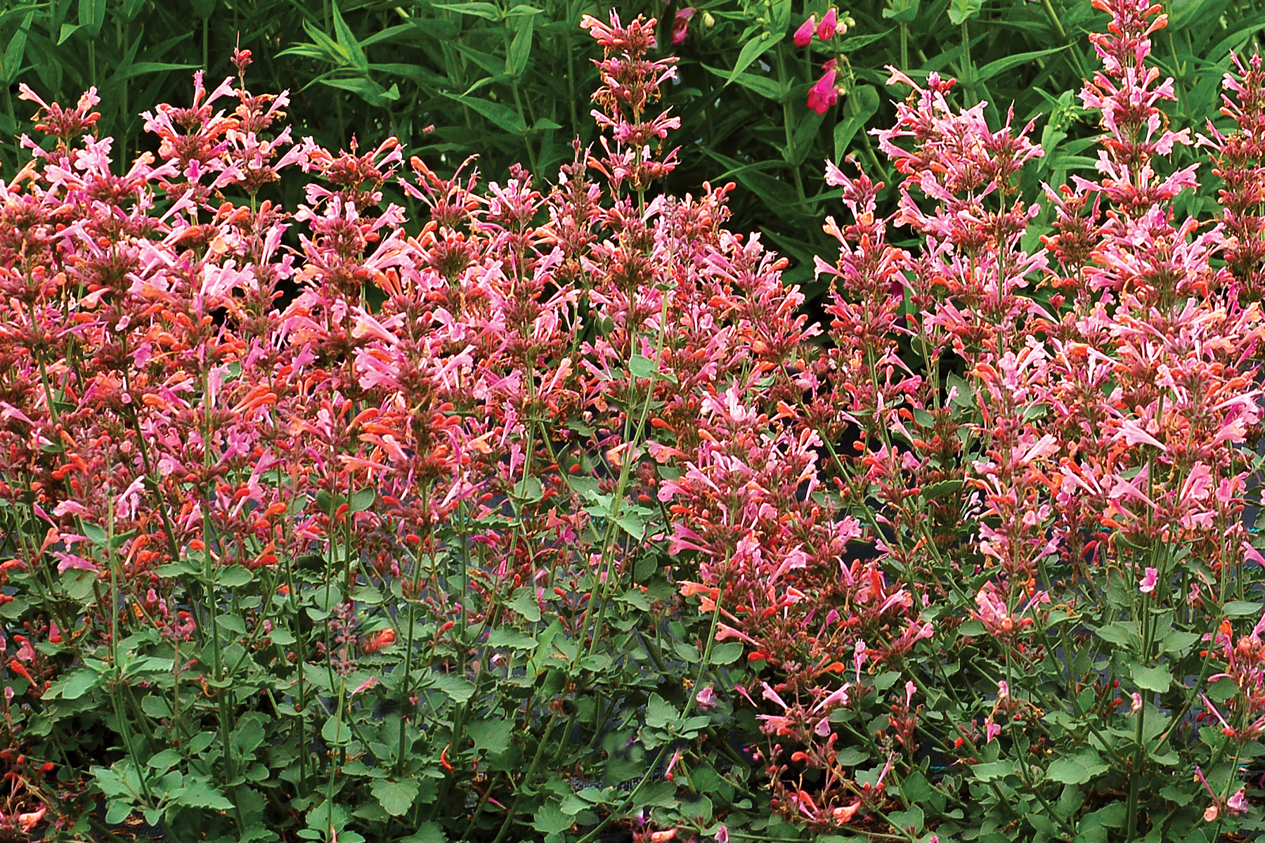 Agastache 'Kudos Ambrosia' - Kudos Ambrosia Hummingbird Mint