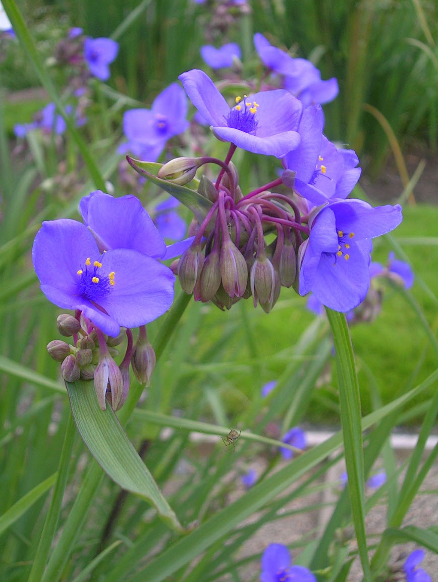 公式サイト ohiensis Tradescantia - PlantMaster | Spiderwort Ohio 洋書