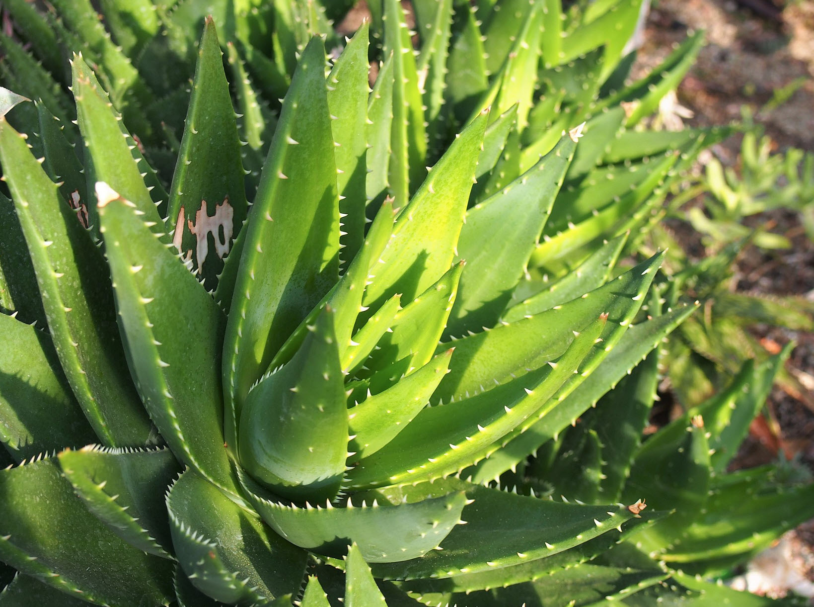 Aloe distans - Jeweled Aloe | PlantMaster