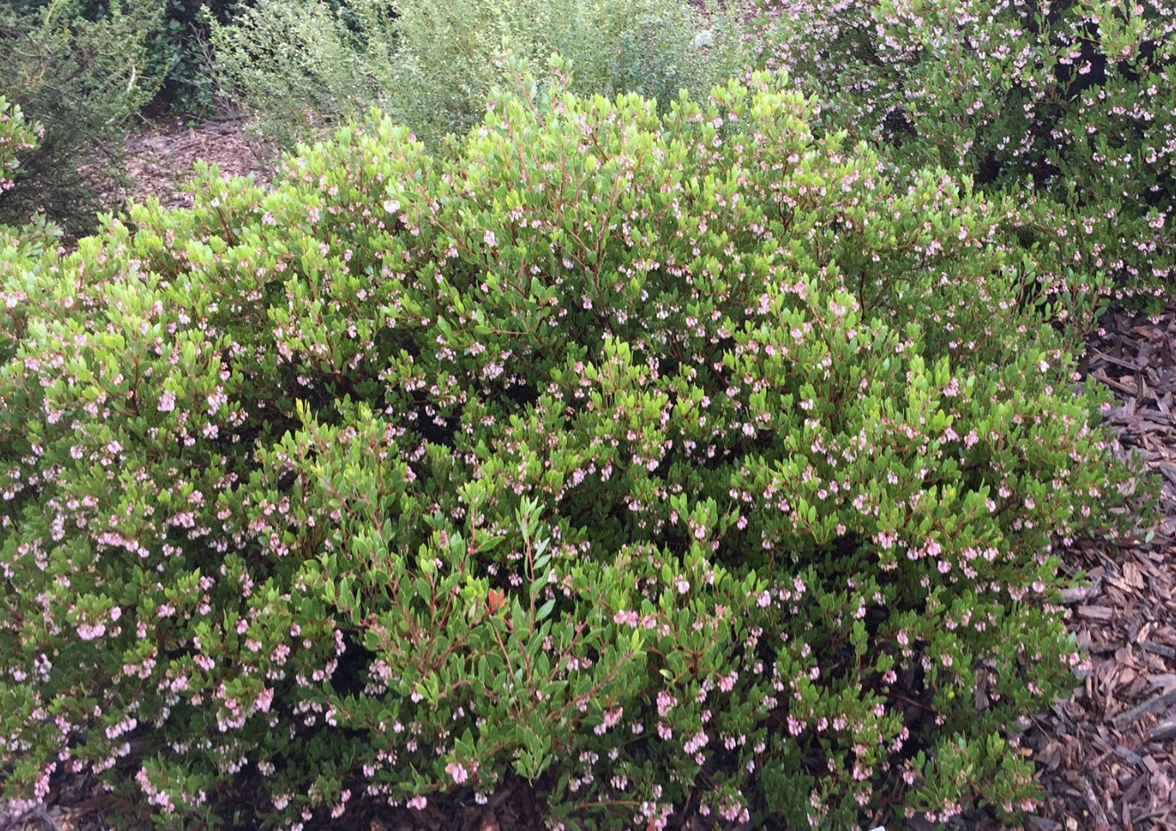 butterfly plant Black Knight Butterfly Bush main image 1