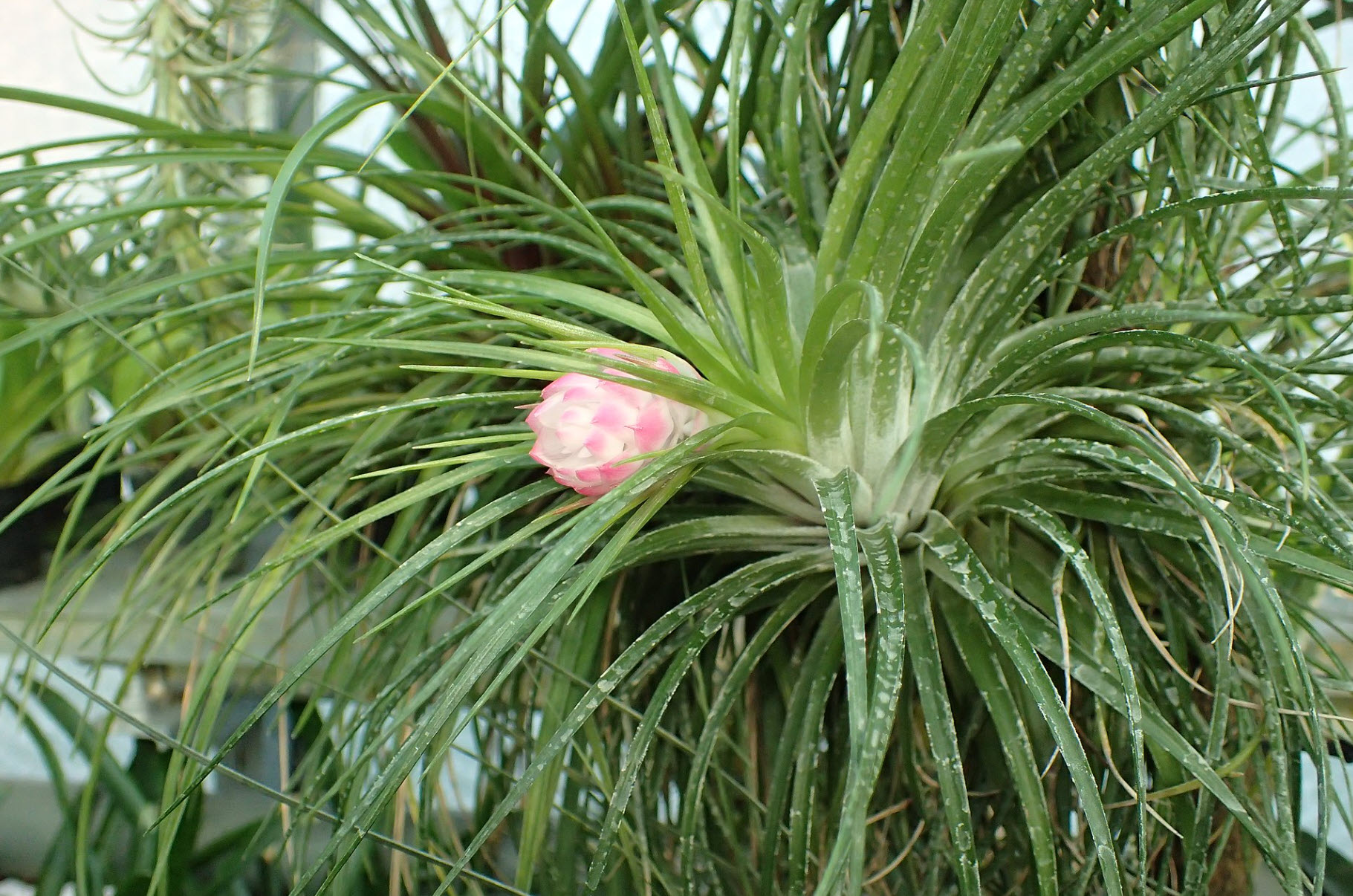 Tillandsia sp. - Air Plants | PlantMaster