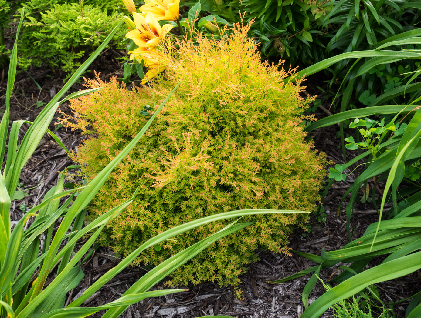 Thuja occidentalis 'Congabe' - Fire Chief Arborvitae | PlantMaster