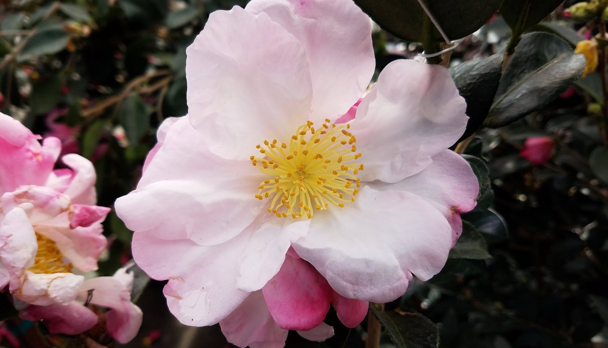 Camellia sasanqua 'Apple Blossom - Apple Blossom Camellia 
