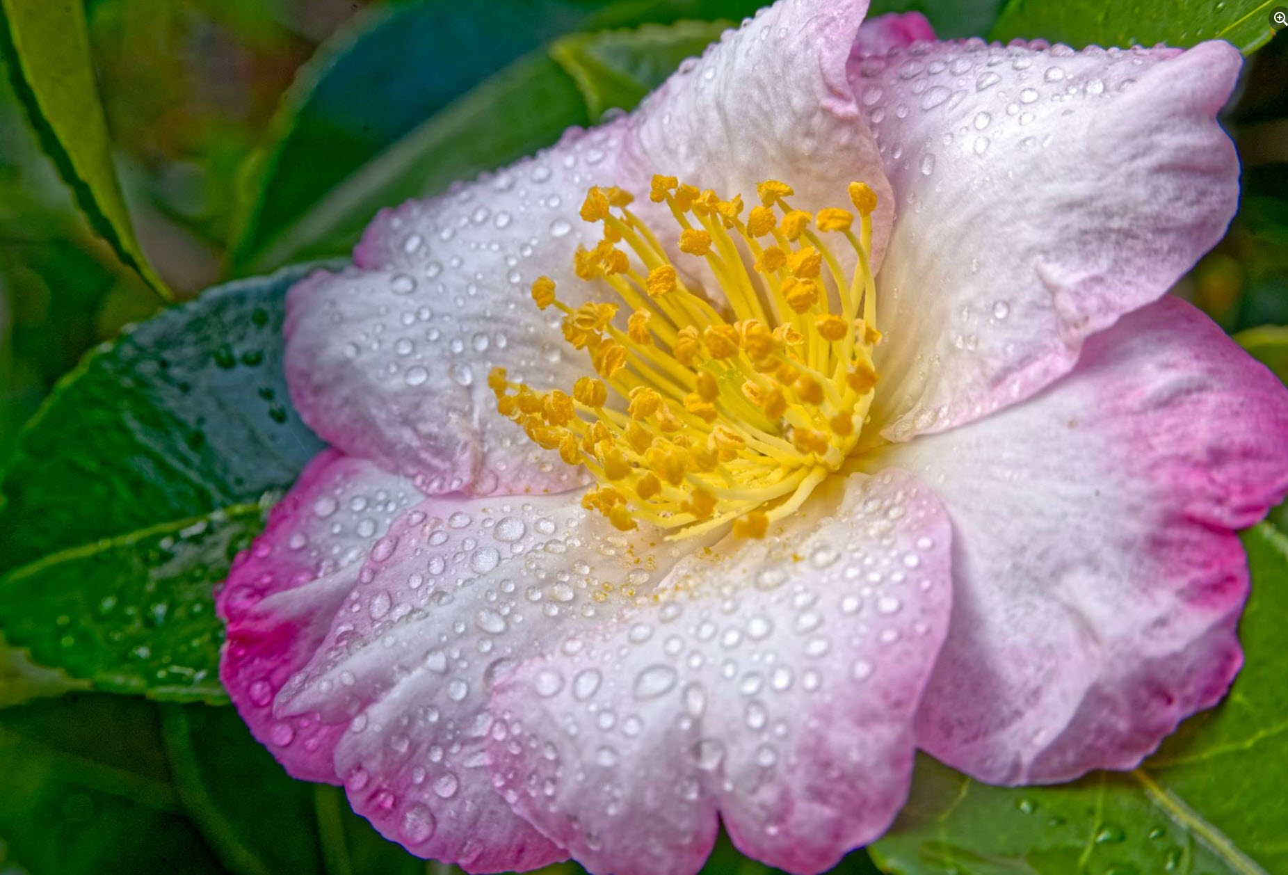 Apple - 花の華 Send Fruit of the Bloom™ in Moline, IL - Julie's Artistic Rose