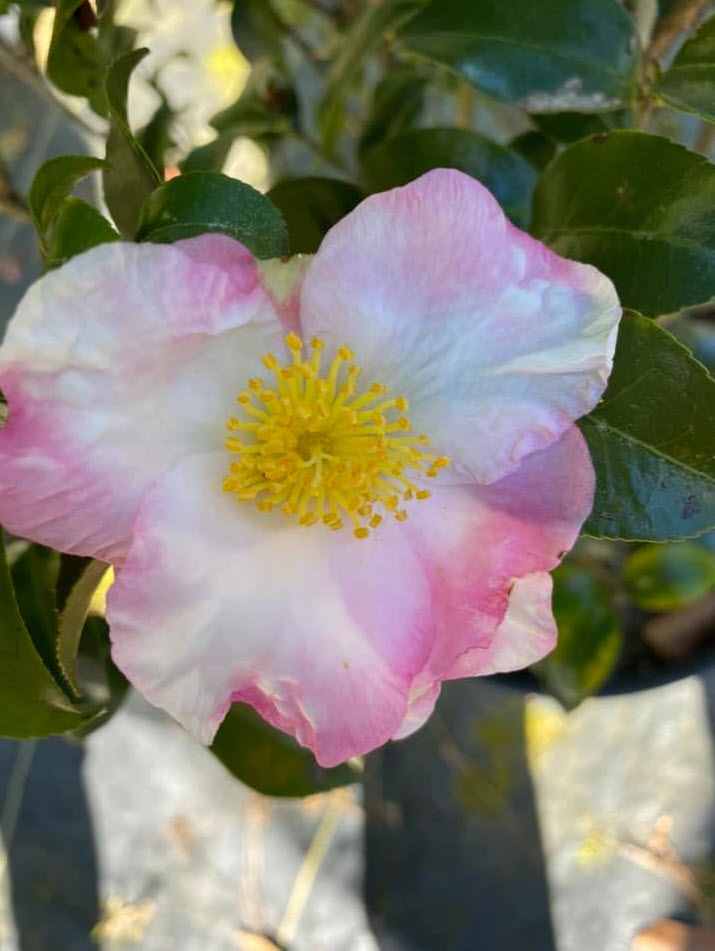Camellia sasanqua 'Apple Blossom - Apple Blossom Camellia 