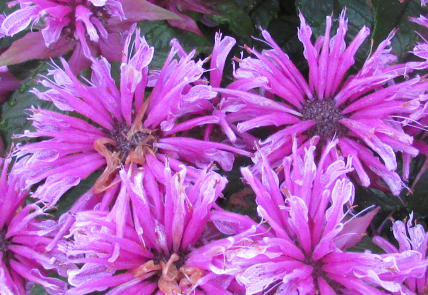 Моншада балапандар