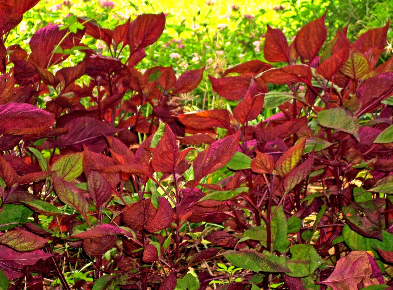Perilla frutescens - Shiso | PlantMaster