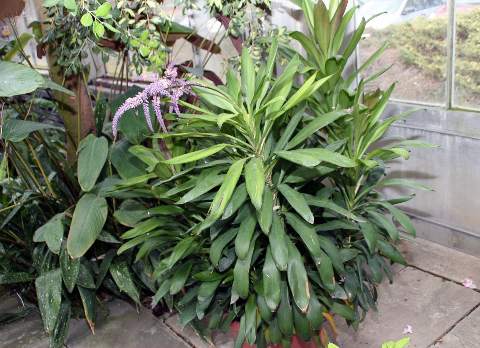 Cordyline fruticosa 'Glauca' - Green Ti Plant | PlantMaster