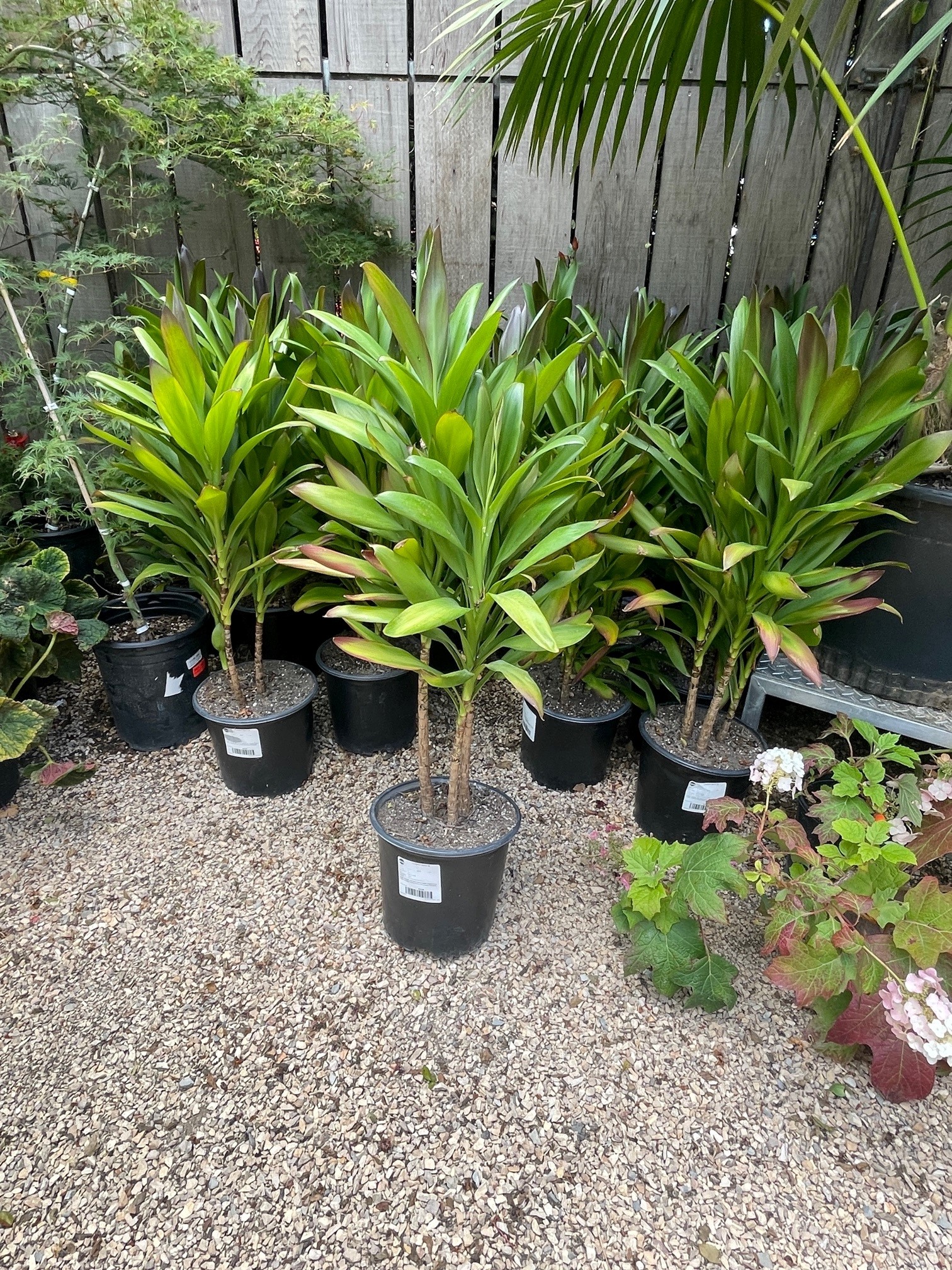 Cordyline fruticosa 'Glauca' - Green Ti Plant | PlantMaster