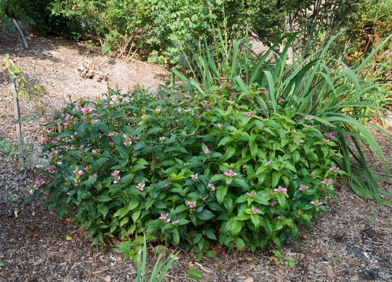 dichondra plant Dichondra repens