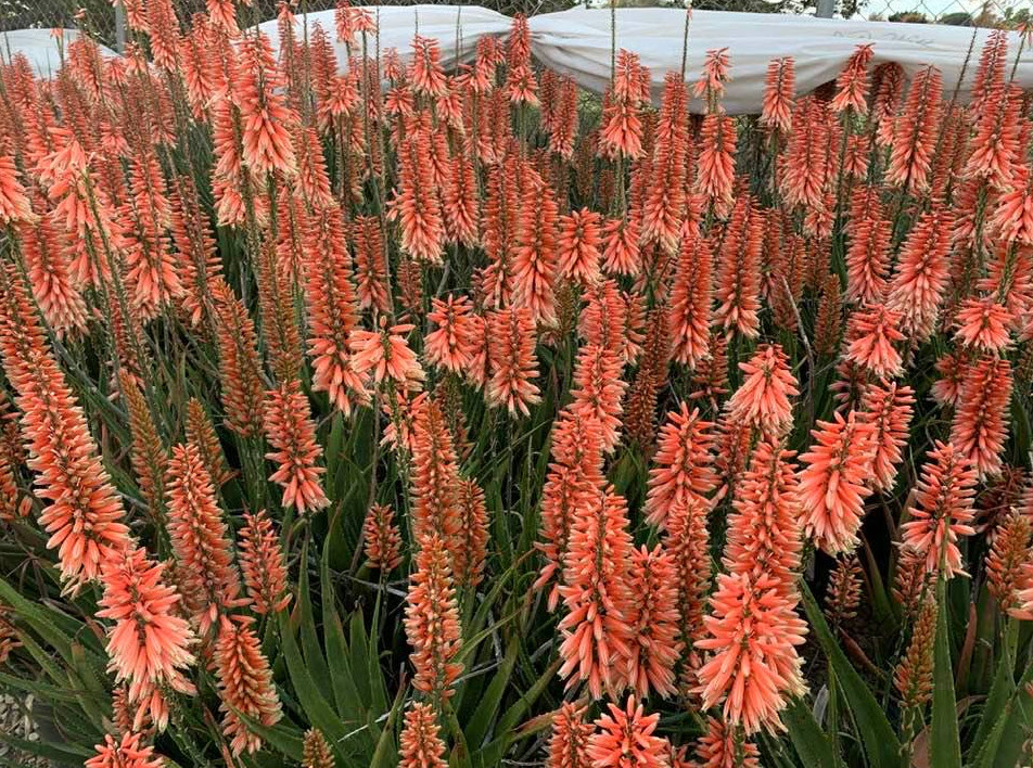Aloe 'Safari Rose' - Safari Rose Aloe | PlantMaster