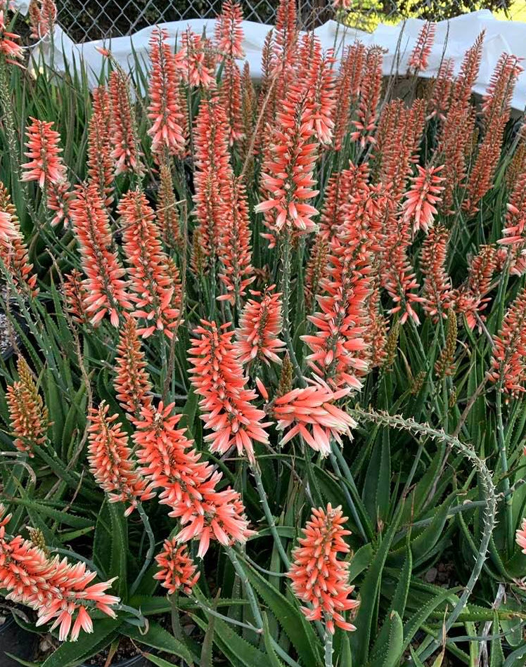 Aloe 'Safari Rose' - Safari Rose Aloe | PlantMaster