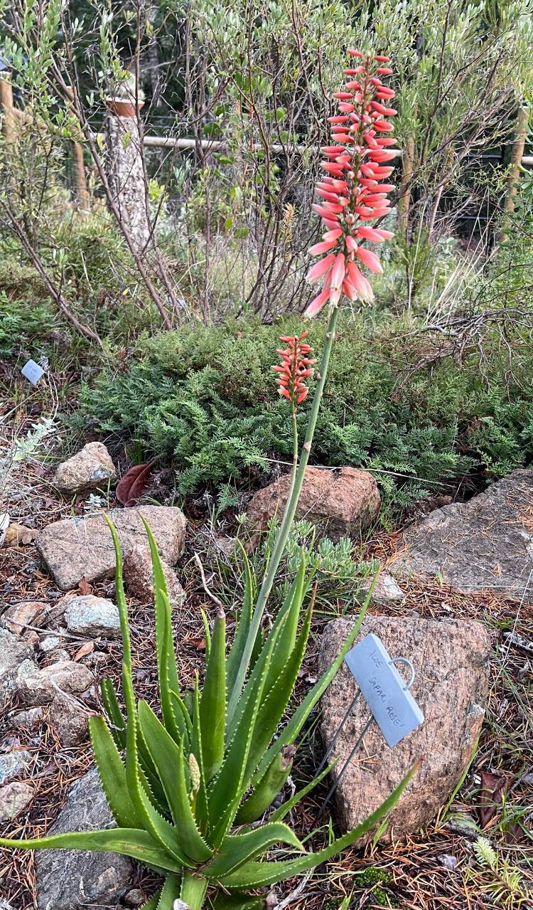 Aloe 'Safari Rose' - Safari Rose Aloe | PlantMaster