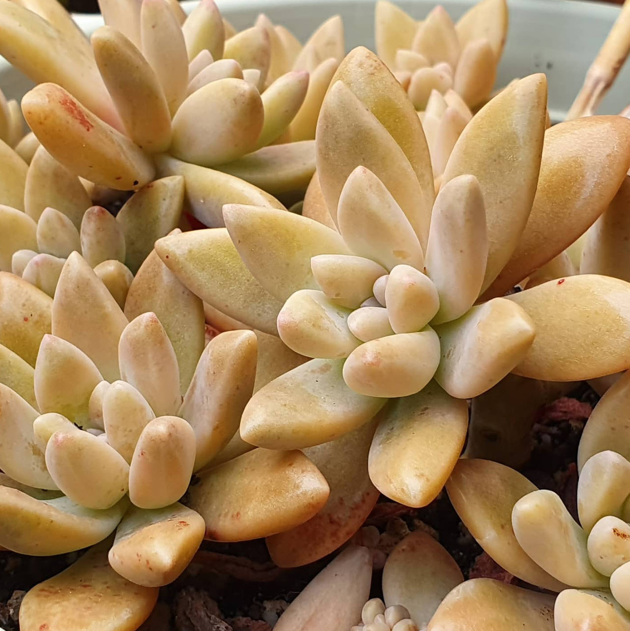 Graptosedum 'Darley Sunshine' - Darley Sunshine | PlantMaster
