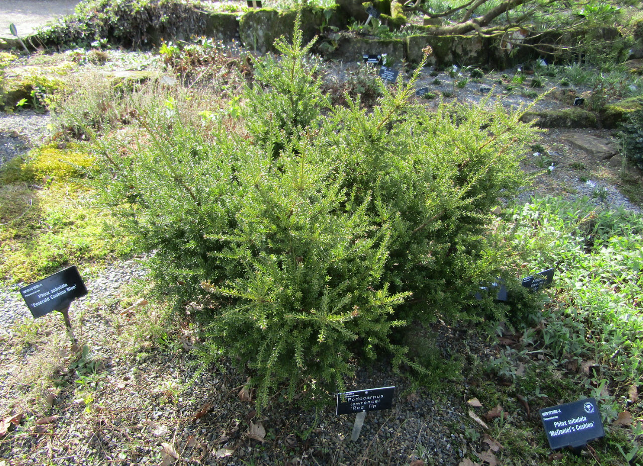 blaue thuja Blaue Scheinzypresse (Chamaecyparis lawsoniana 'Columnaris Glauca') |  150-175 cm mit Wurzelballen