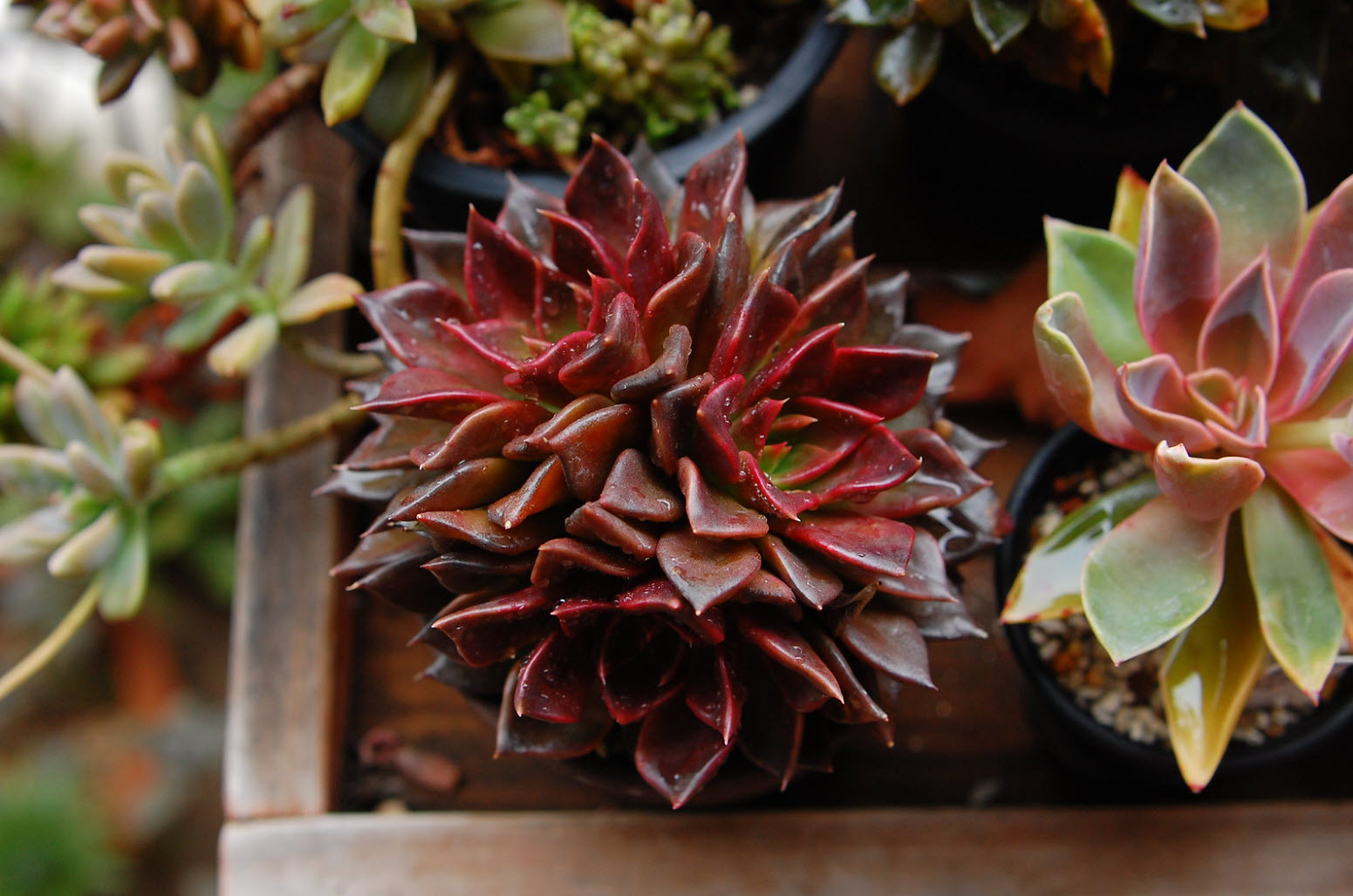 Echeveria 'Black Prince' - Black Prince Echeveria | PlantMaster